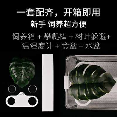 睫角守宫饲养箱盖勾亚巨人守宫饲养箱R属守宫饲养箱R属守宫攀爬架