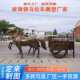 车南瓜景区铜大马纯铜马马拉车拉车铜雕步行街塑仿商业雕塑车欧式