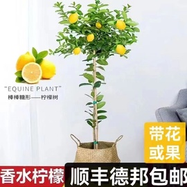 柠檬树绿植大型植物客厅绿植客厅北欧盆栽大型植物香水柠檬盆栽