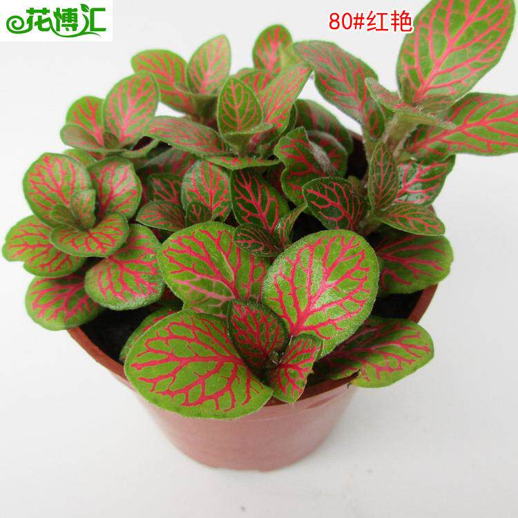 微型绿植小盆栽 阴生花卉 (80#e)红艳网纹草
