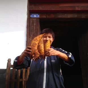 高山现挖新鲜冬笋竹笋鲜笋腌笃鲜赤水毛笋非临安5/10斤两头尖嫩笋