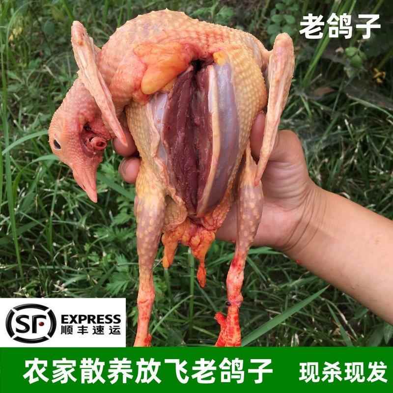 农家散养老鸽子3年老鸽土鸽信鸽新鲜鸽子肉活体现杀老鸽子草鸽