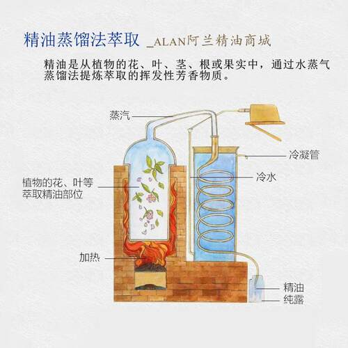 正品小茴香油010ml抗净化肌镇痛身肤体按摩香精薰单方精油