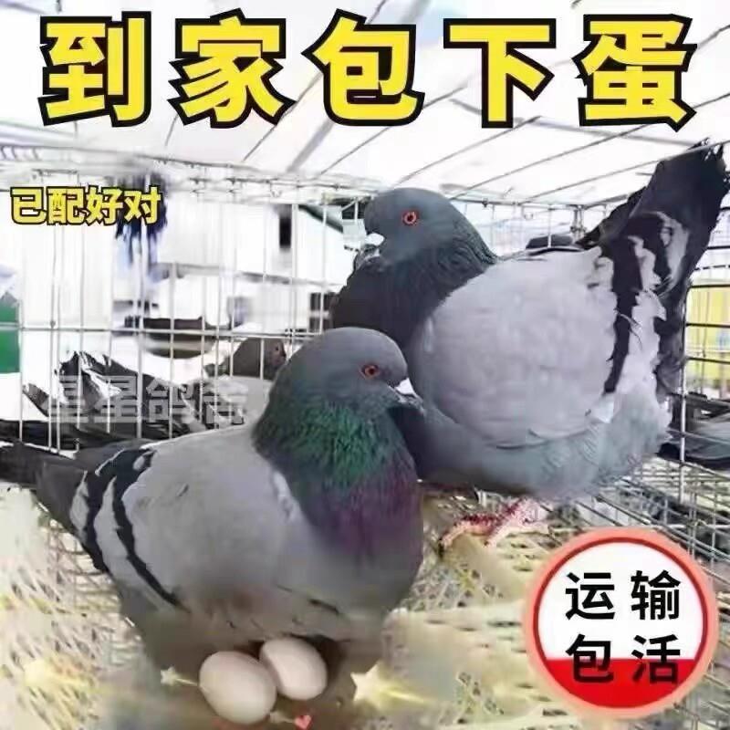 鸽子活物一对大体落地王鸽种鸽元宝鸽下蛋繁殖观赏鸽信鸽肉鸽幼鸽