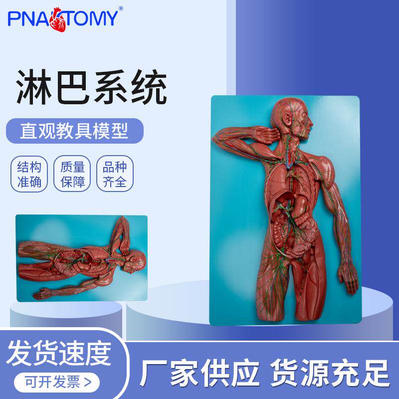 供应淋巴系统模型淋巴系统模型内分泌系统模型脉管系统