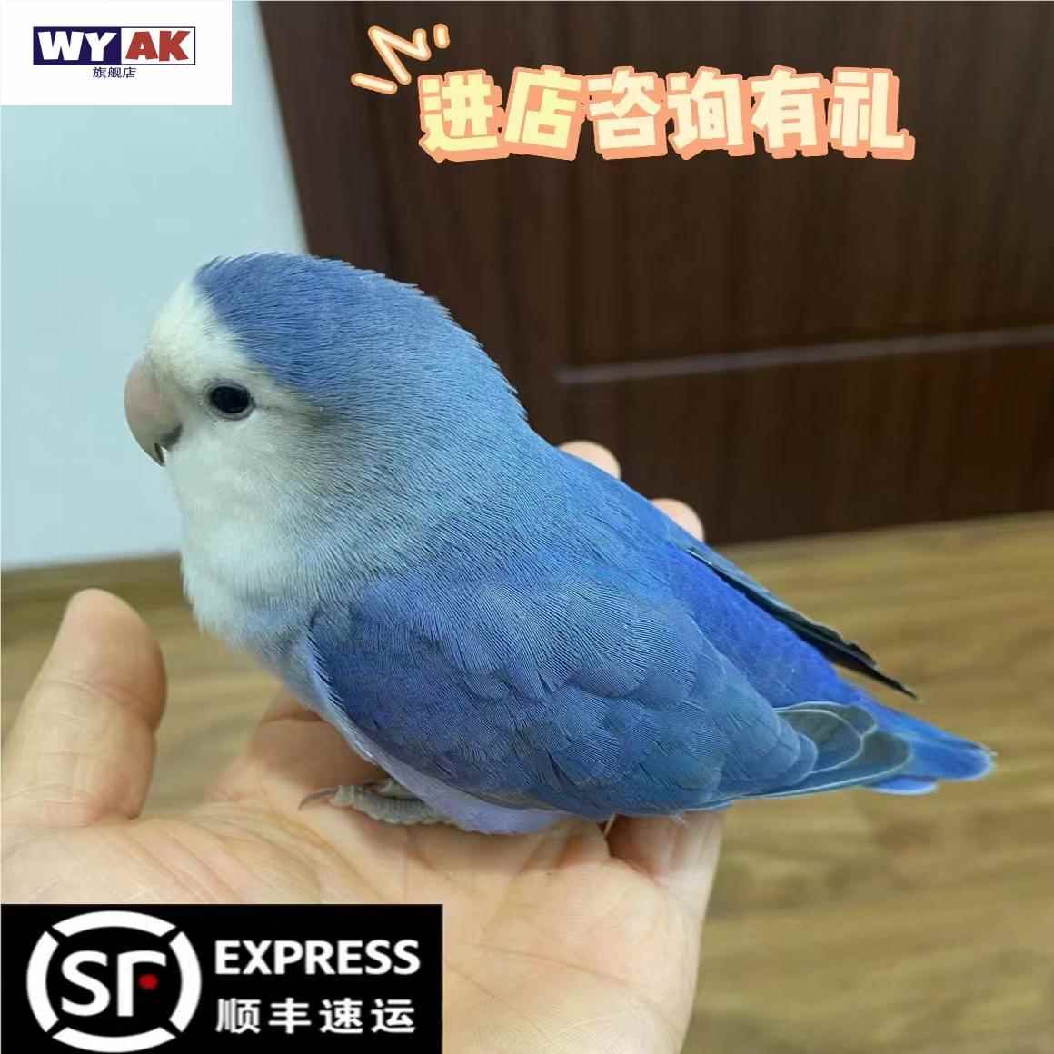 鹦鹉活鸟一公一母桃脸牡丹会说话的宠物小鸟可手养幼崽亲人小型观图片