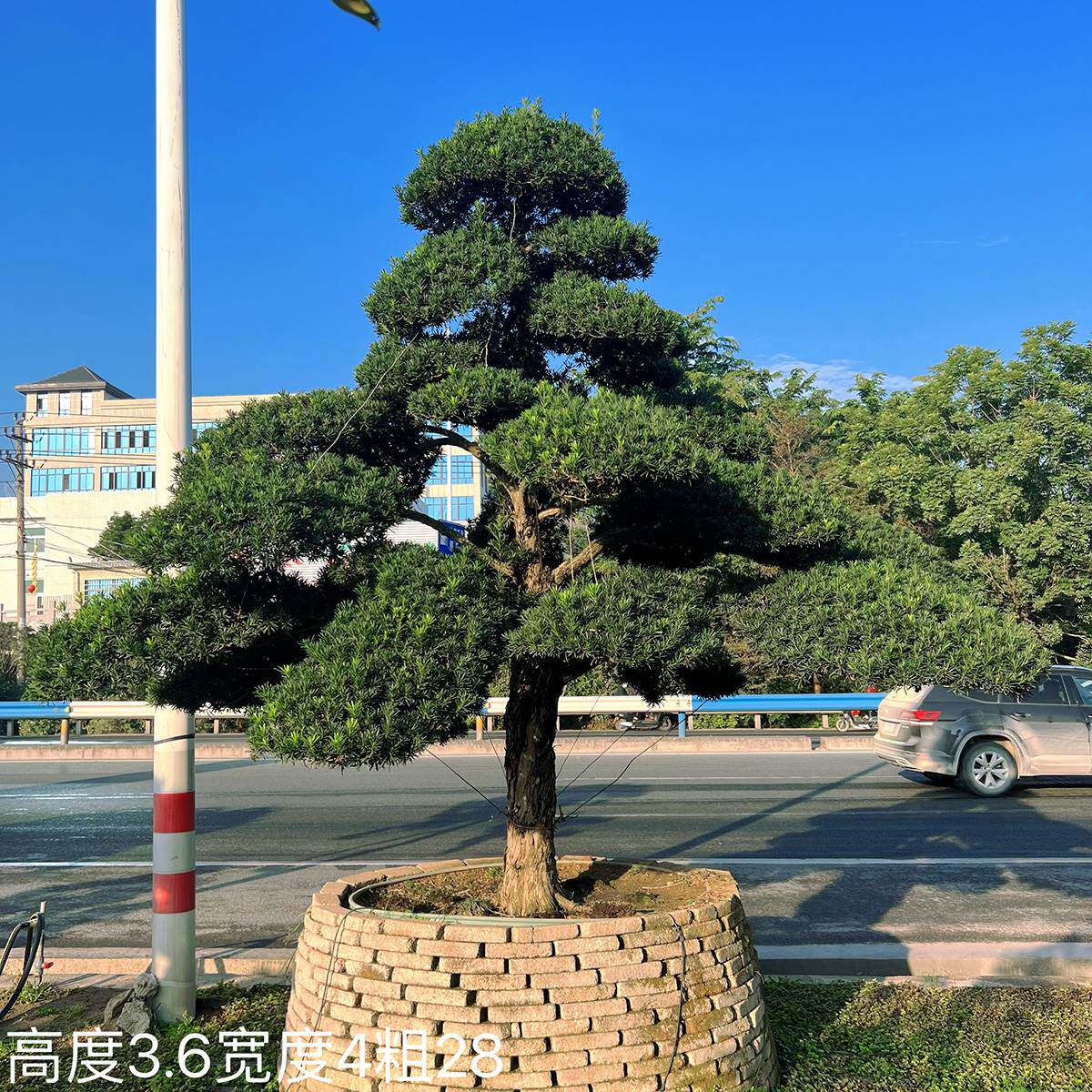 罗汉松大树庭院造型树大型日本罗汉松黑松等树苗盆景树迎客松别墅