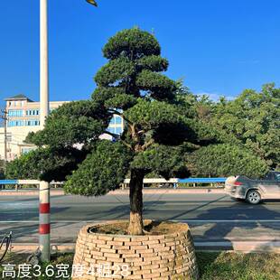 罗汉松大树庭院造型树大型日本罗汉松黑松等树苗盆景树迎客松别墅