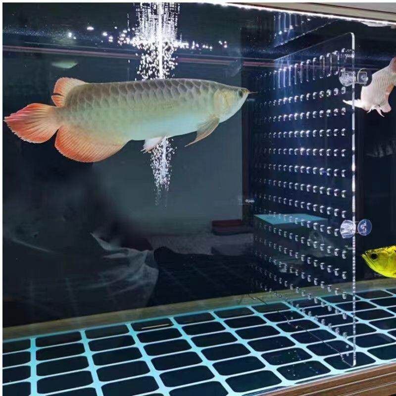 鱼缸隔板亚克力定制斗鱼分隔板透明盖板分离分割隔离网挡板隔离板