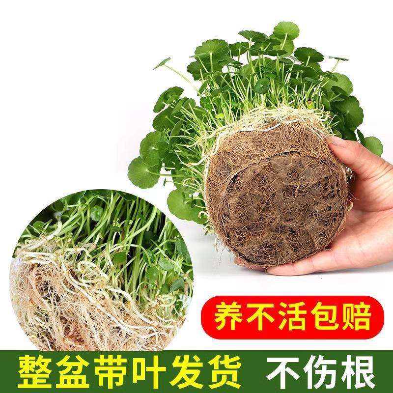 四季好养铜钱草水培盆栽植物办公室内桌面小绿植花卉水养金钱草籽