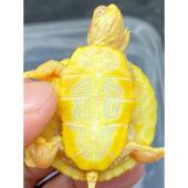 戟晔戟晔变异白化巴西龟观赏焦糖甲网红深水混养小