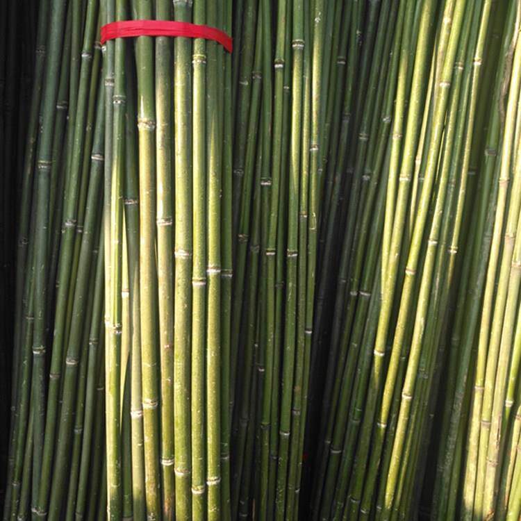 竹竿菜园搭架蔬菜黄瓜番茄豆角架杆竹篱笆栅栏小竹子细竹竿爬藤架