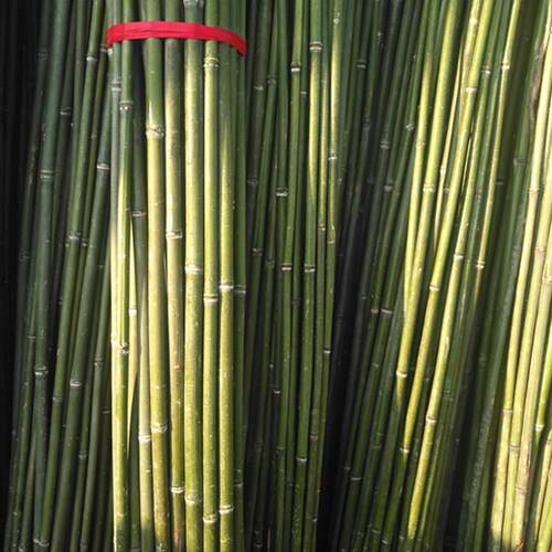 竹竿菜园搭架蔬菜黄瓜番茄豆角架杆竹篱笆栅栏小竹子细竹竿爬藤架