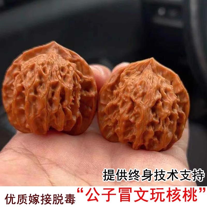 京公子文玩核桃树苗桃心矮桩崔凯公子帽麻核桃苗盆栽南方北方种植