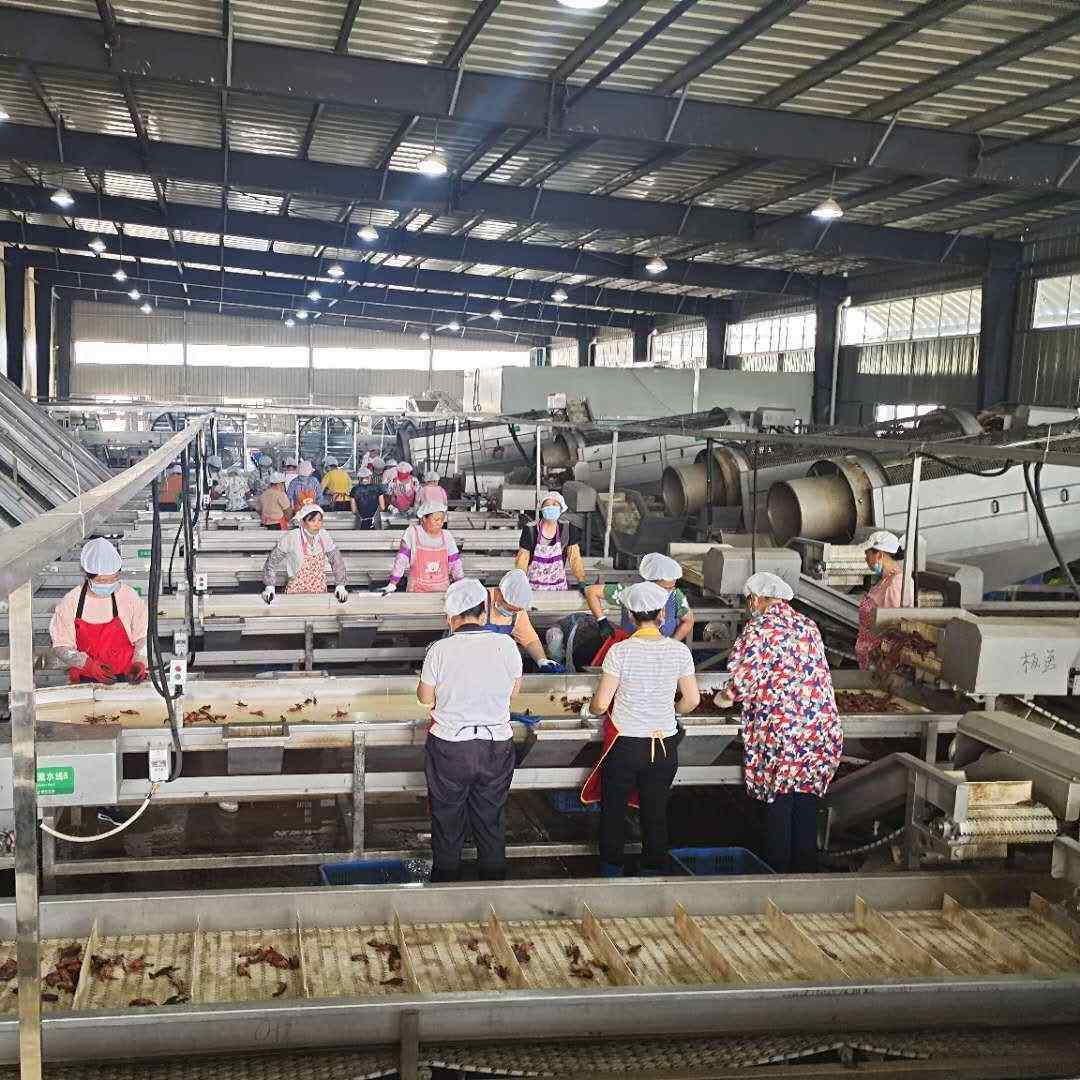 龙虾圆筒大分级机 鲜龙WCD虾分选 不锈钢活小筛选 龙虾加工设小备