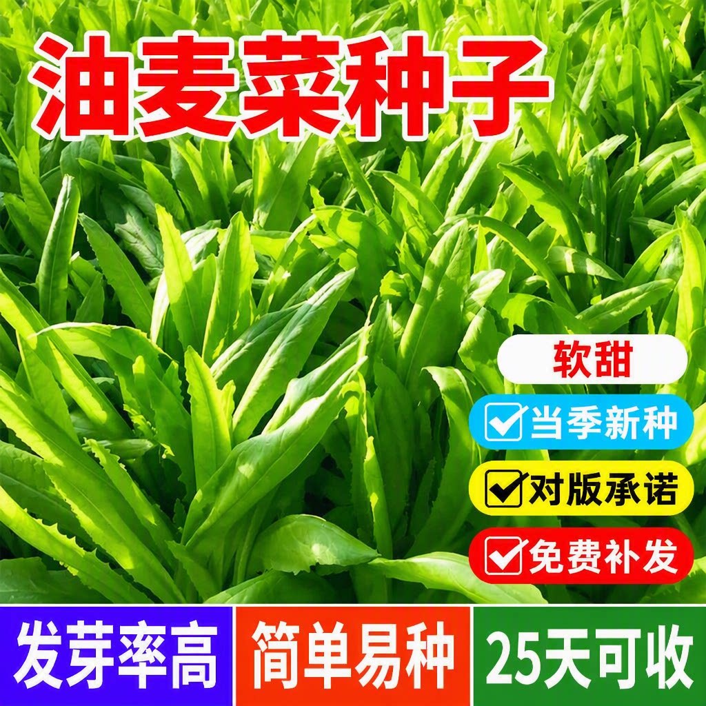 孔雀香麦菜油麦菜种子四季软甜25天可收易活庭院阳台盆栽甜麦春天