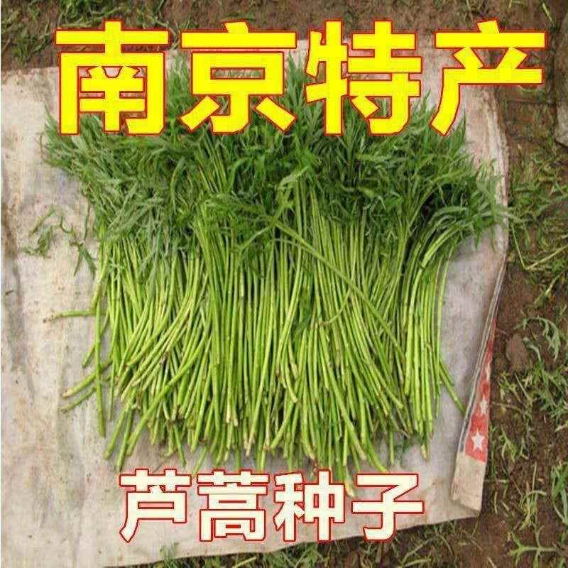 芦蒿种籽南京特产水蒿柳蒿种四季种植子蔬菜