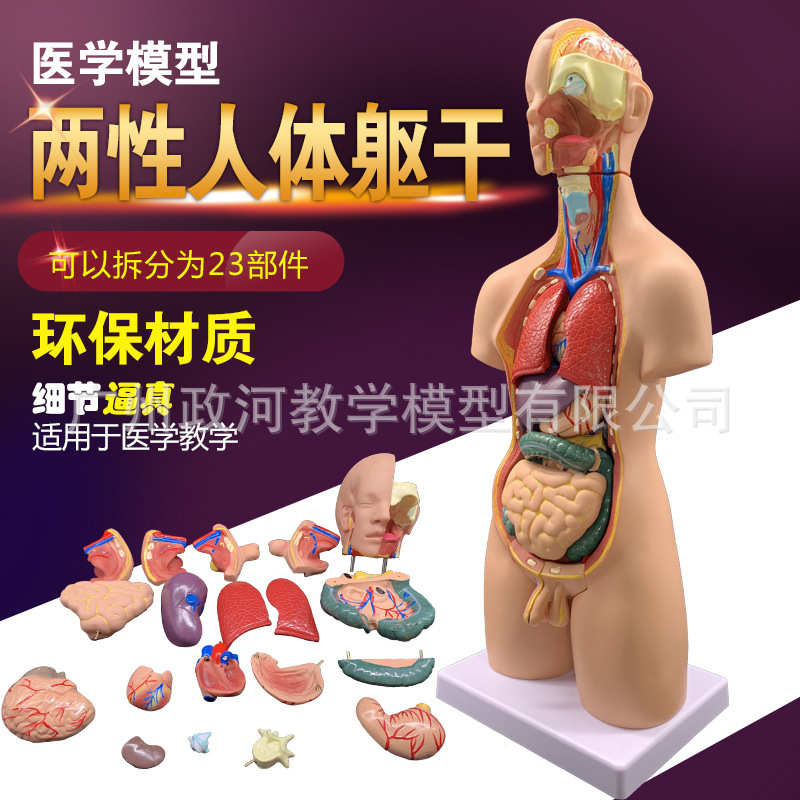 两性躯干模型（可拆分19件）人体内脏解剖模型 55CM高器官可拆卸