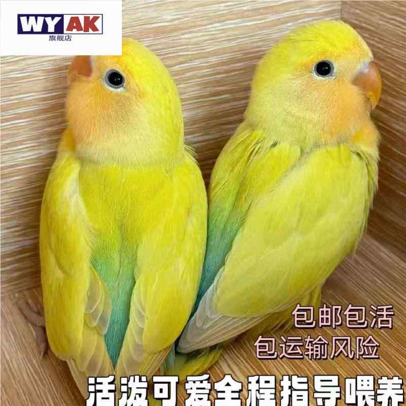 鹦鹉活鸟一公一母牡丹幼鸟黄桃绿桃紫罗兰半毛崽虎皮鸡尾玄凤手养图片