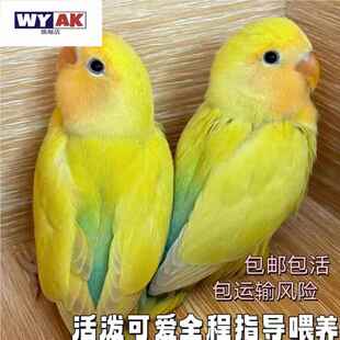 鹦鹉活鸟一公一母牡丹幼鸟黄桃绿桃紫罗兰半毛崽虎皮鸡尾玄凤手养