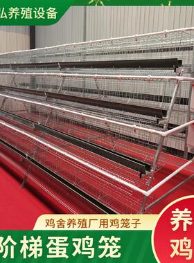 鸡舍ASB三层四层笼阶蛋鸡养场多层立体殖养殖笼蛋鸡养殖鸡梯笼
