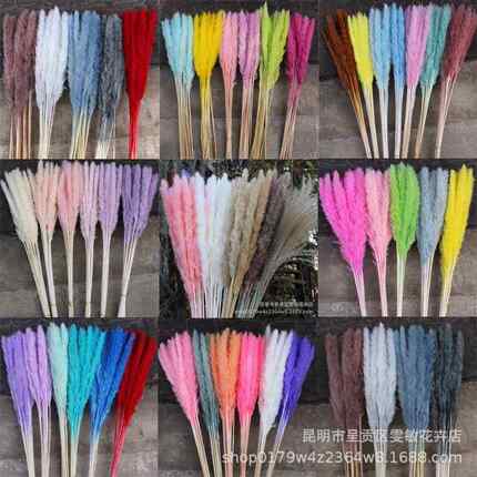 云南干花小芦苇蒲苇家居软装婚庆摄影道具布置用品15支