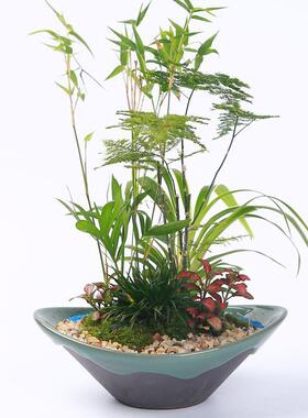 兰花组合家用盆室内创意陶瓷绿植盆景盆摆件蝴蝶兰文竹紫砂多肉盆