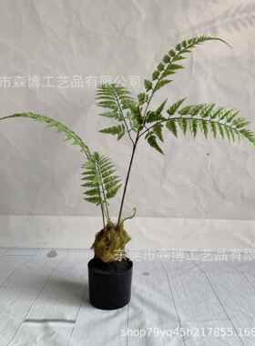 北欧风带绿植仿真丝蕨头蕨猴禅意中式盆景SB-HTJ-6马金尾蕨类热橱