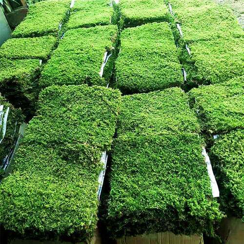 植物城堡鲜活苔藓白发藓短绒青苔微景观枯山水铺面大灰藓厂家