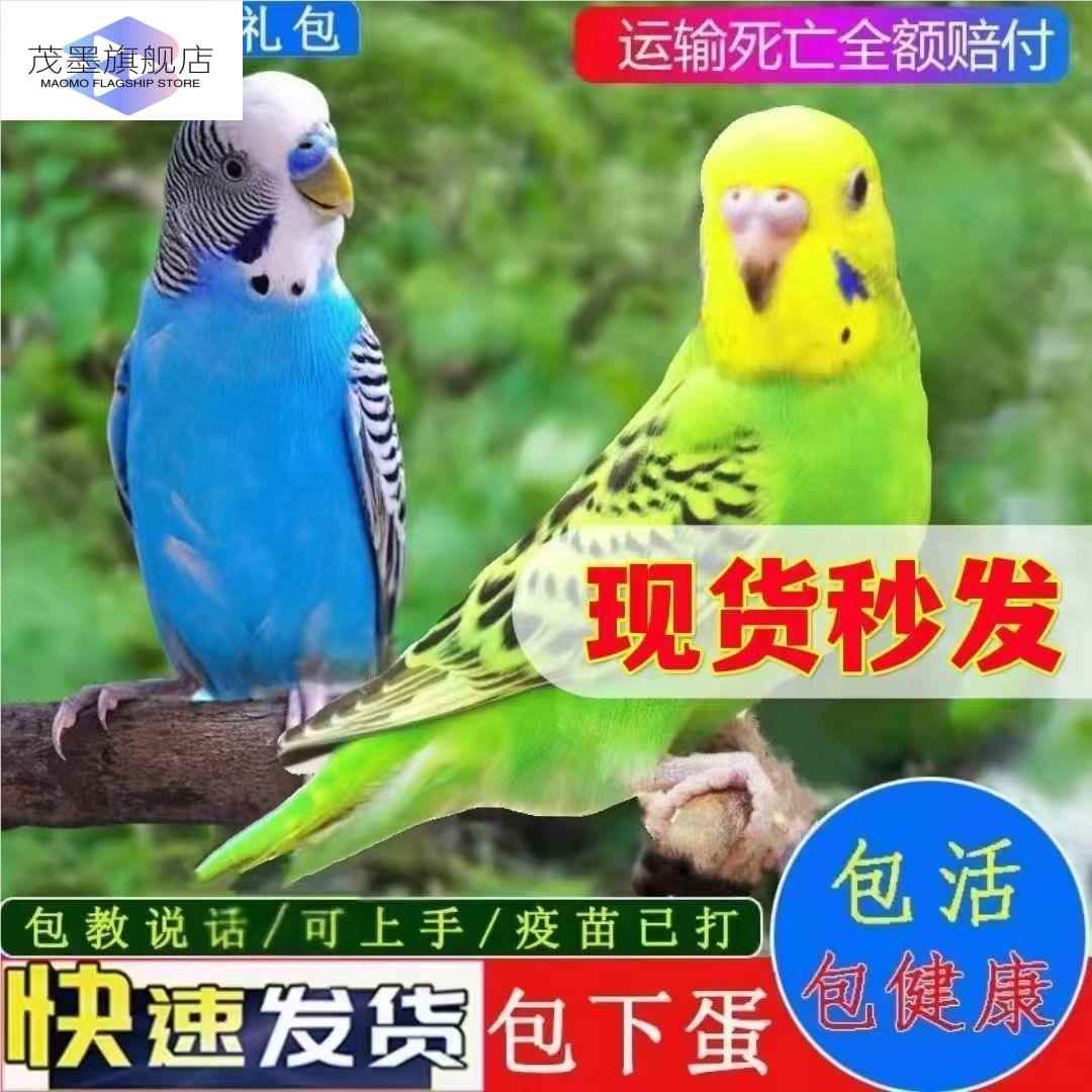 鹦鹉活鸟一公一母宠物鸟虎皮云斑手养小鸟会说话的鸟幼鸟亲人大头
