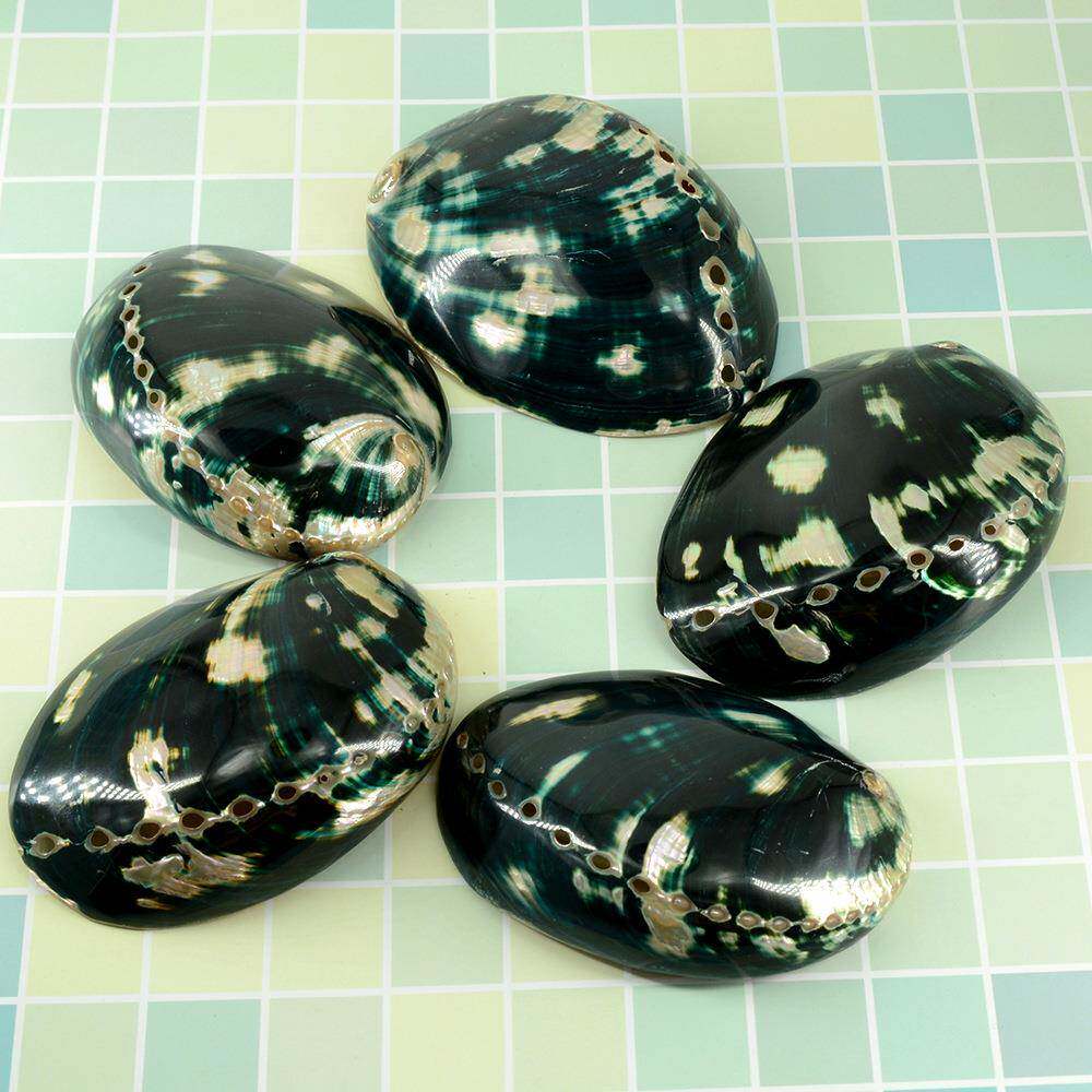 黑鲍鱼壳13-14厘米炫彩光泽黑金鲍 天然贝壳海螺 鼠尾草燃烧壳