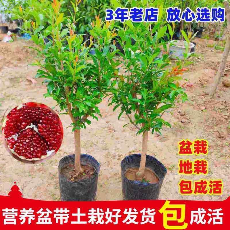 石榴树苗盆栽阳台矮化果树南北方庭院地栽突尼斯耐寒带土带叶发货图片