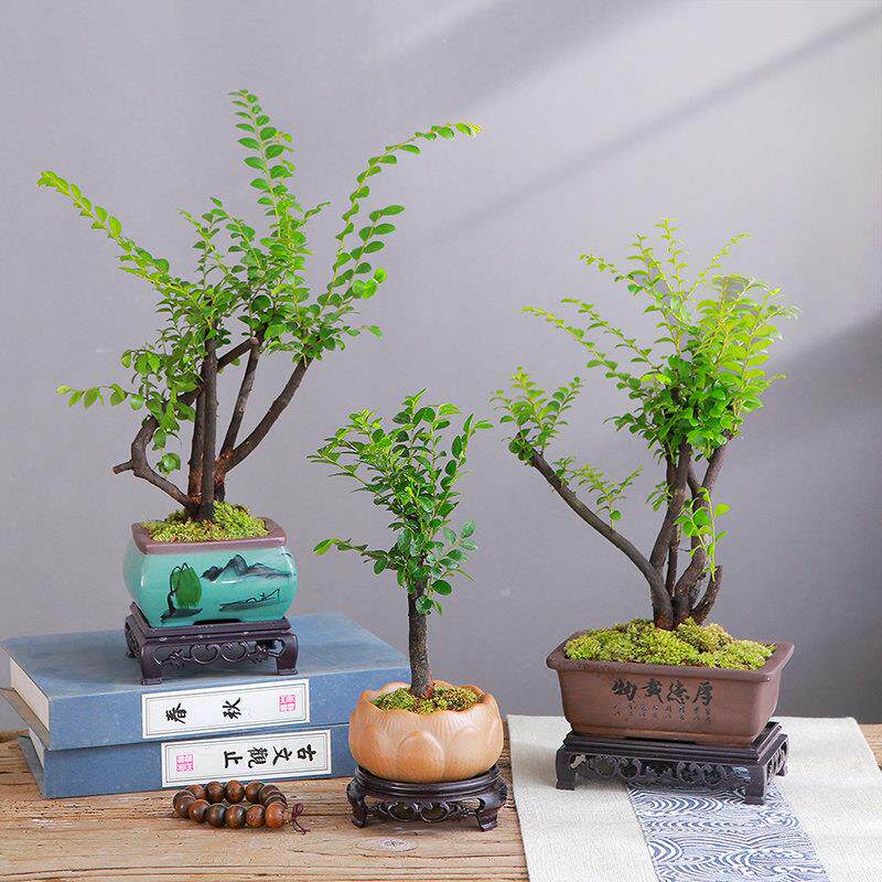 小叶紫檀盆景黑古茶盆栽办公室桌面好养活网红观叶绿植黑骨檀树苗