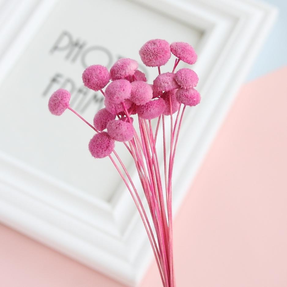 优质干花纽扣菊 永生花礼盒配花花材 干花 家居插花 拍照道具