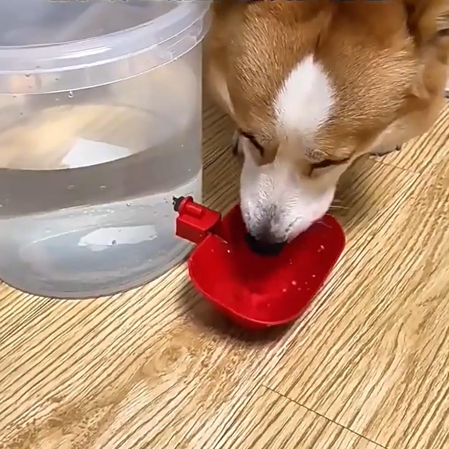 喂鸡桶喂鸡饮水器宠物饮水机猫咪狗狗自动循环喝水喂水器流动水桶
