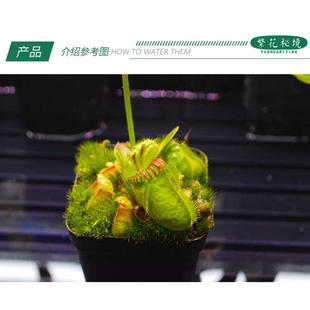 土瓶草高端稀有品种巨人迷你可爱食虫植物盆栽黑色伊甸园大男孩
