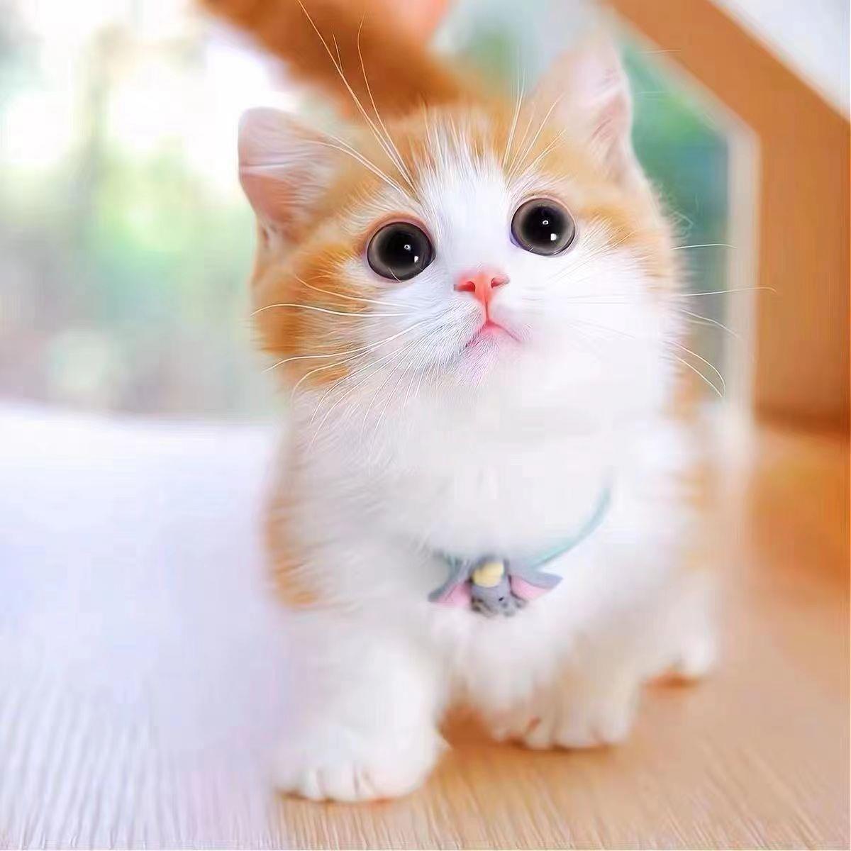 猫猫真猫幼猫猫咪田园猫狸花猫白猫黑猫幼崽土猫家养小猫橘猫活物