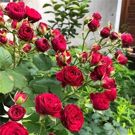 红色蕾丝月季多头，群开深红色四季庭院，阳台盆栽花卉玫瑰花苗