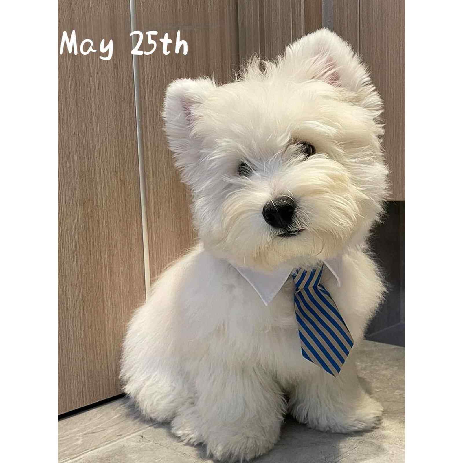 狗狗口水巾西高地领带宠物围脖小狗围兜柴犬围巾配饰猫咪领巾装饰