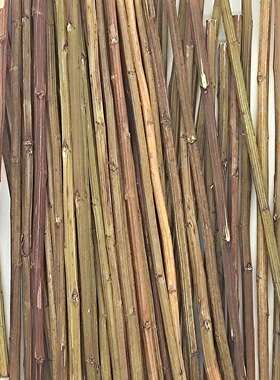 易经文化用品真品文王蓍草50支送5支筹策算筹算工具术数