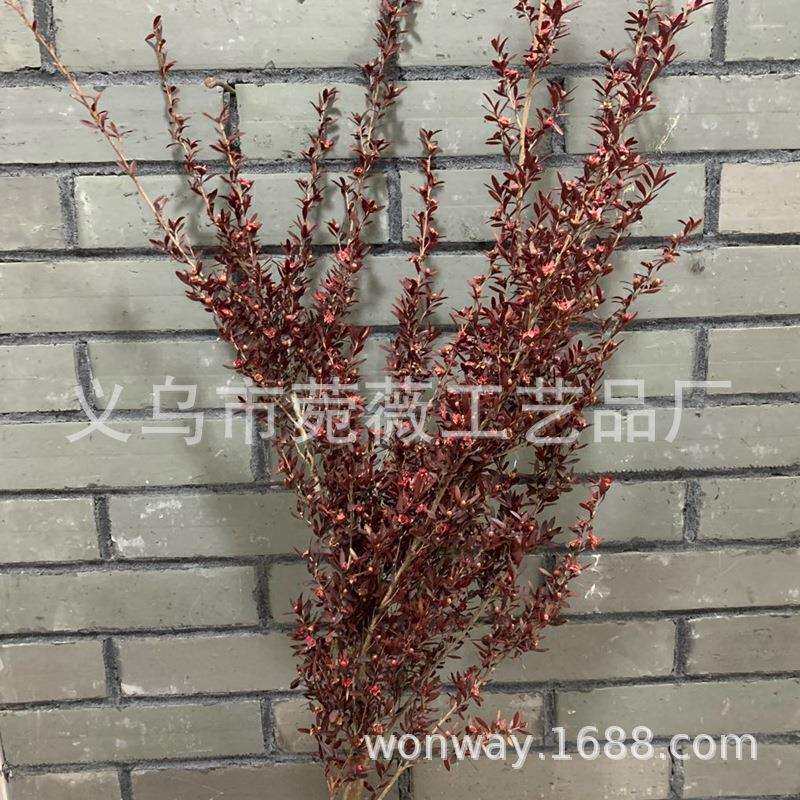永生保鲜千层金森系自然真花永生带叶梅花树枝 家居装饰 软装