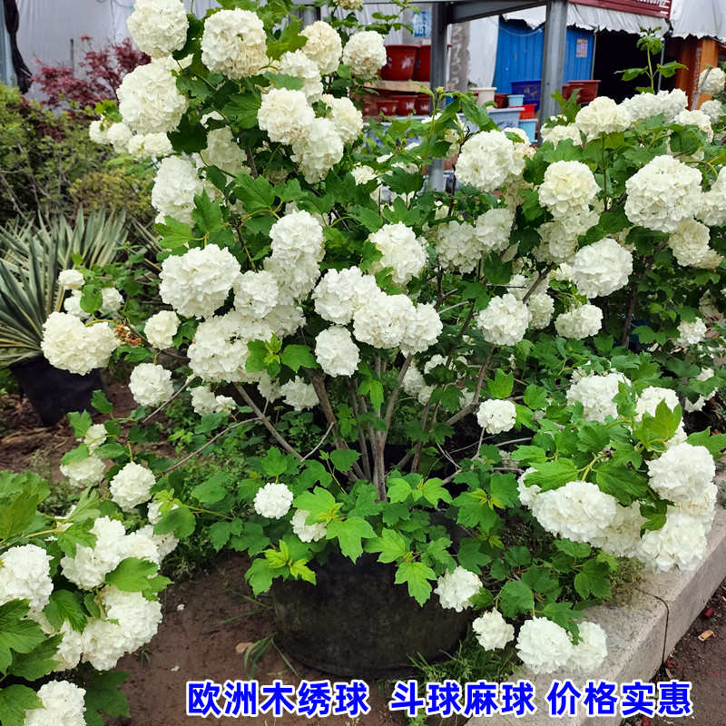 木本绣球树苗中华木绣球小花麻球斗球欧洲外庭院盆栽地栽耐寒花卉