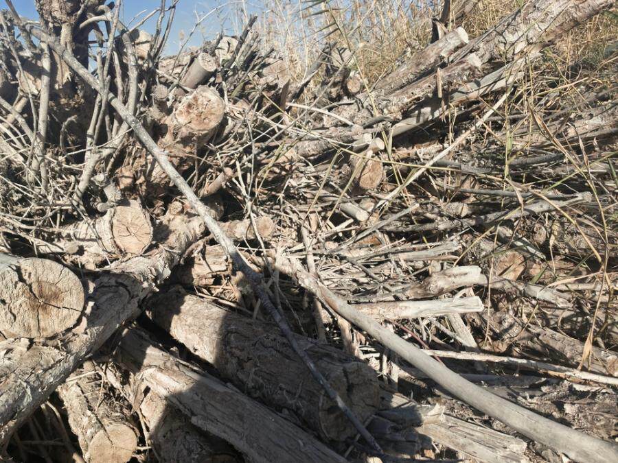 存放于焉耆垦区27团八连的33.98吨已砍伐白杨树