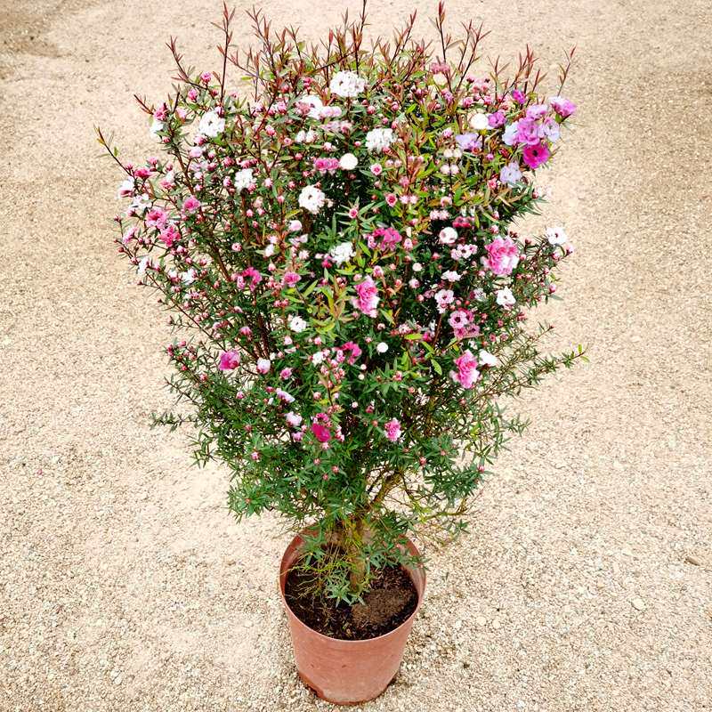 松红梅带花苞三色梅澳洲雪花梅室内花卉盆栽一树多色阳台四季精选