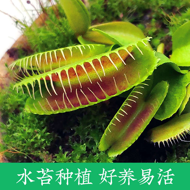 捕蝇草盆栽食虫植物猪笼草容易养春季阳台客厅超大捕蚊草趣味盆栽