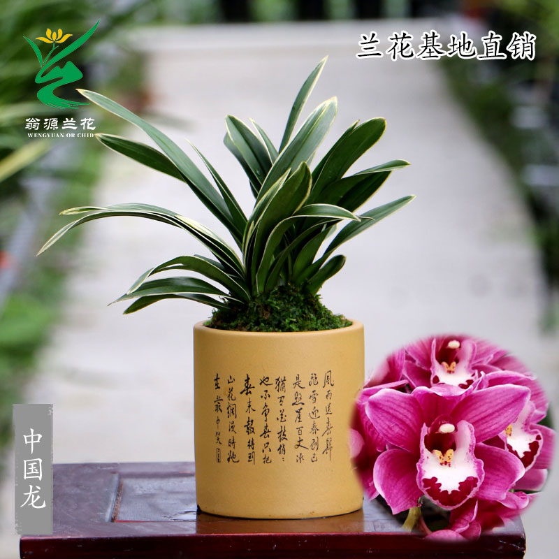 翁源兰花苗高端墨兰矮种珍珠龙奇叶开花浓香好养室内绿植花卉盆栽