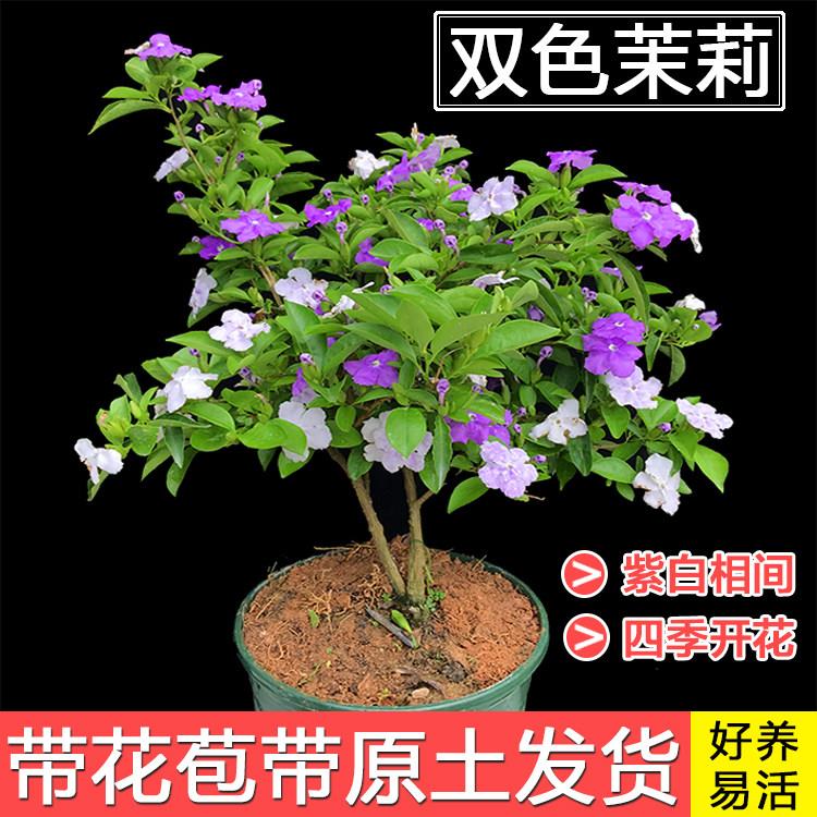 双色茉莉盆栽芳香花卉室内阳台鸳鸯茉莉花苗四季浓香大棵彩色品种