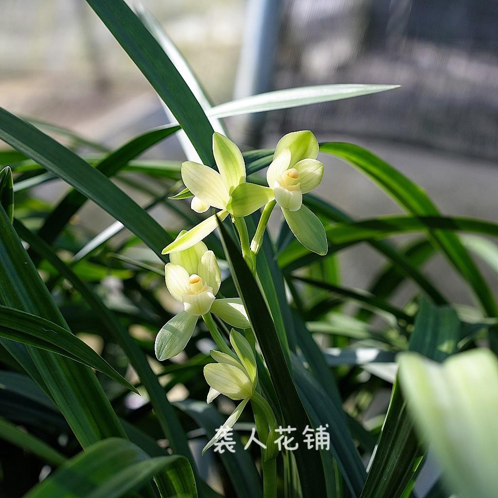 兰花苗建兰洛阳素荷带花苞发货浓香荷瓣素心名贵兰花四季兰花盆栽