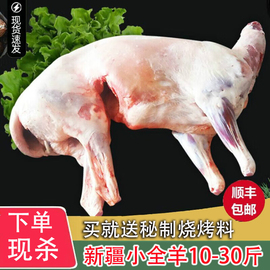 烤全羊白条羊一整只10斤至30斤烤羊腿烤羊排烧烤店食材整只羊商用