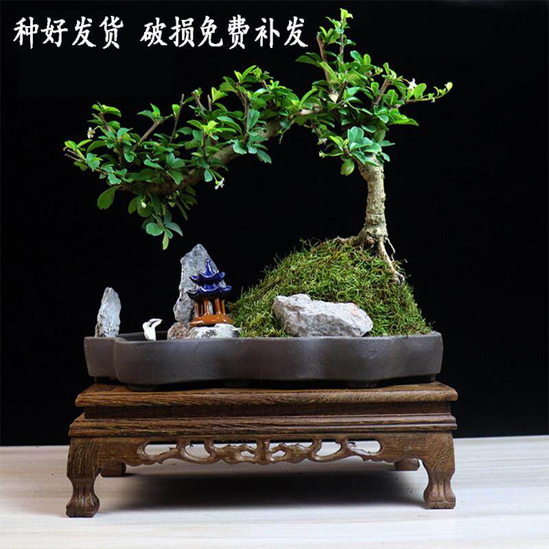 假小叶雀梅盆景树造型山NZN雀舌罗汉松好养老桩植物室内绿桩植迎
